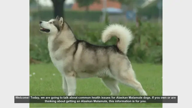 Video thumbnail for Common Health Issues in Alaskan Malamutes: What Every Owner Should Know