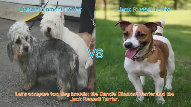 Video thumbnail for Dandie Dinmont Terrier vs. Jack Russell Terrier: A Comprehensive Comparison
