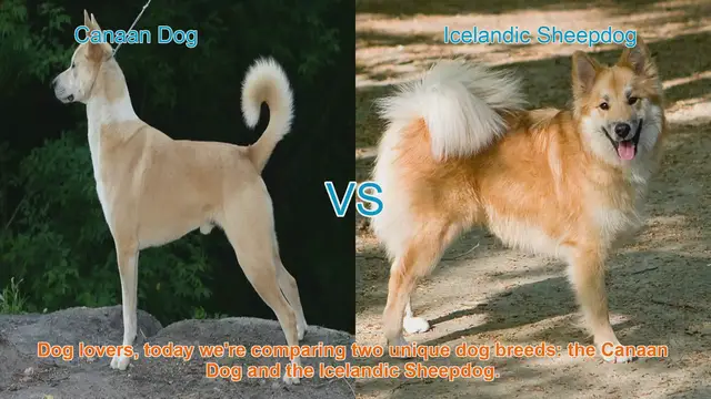 Video thumbnail for Canaan Dog vs. Icelandic Sheepdog: A Comparison of Two Unique Breeds