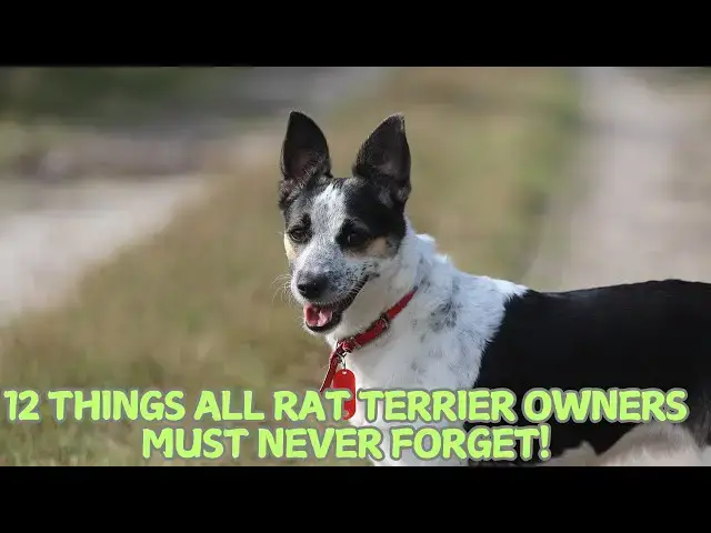 Video thumbnail for 12 Things All Rat Terrier Owners Must Never Forget! 🐕✨