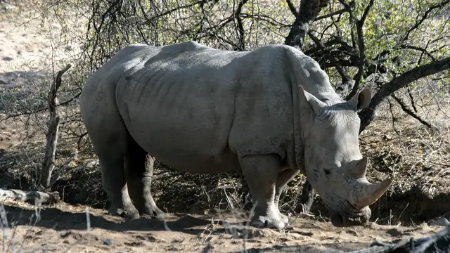 Video thumbnail for Game Drive auf der Epako Lodge | Namibia