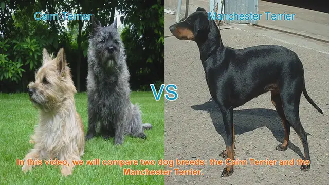 Video thumbnail for Cairn Terrier vs. Manchester Terrier: A Breed Comparison
