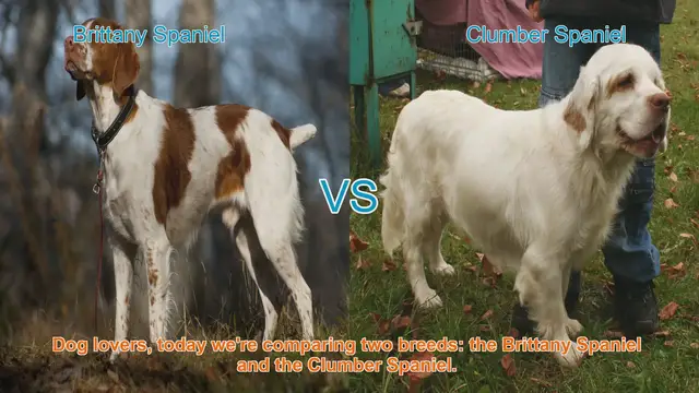Video thumbnail for Brittany Spaniel vs. Clumber Spaniel: A Comparison of Two Popular Breeds