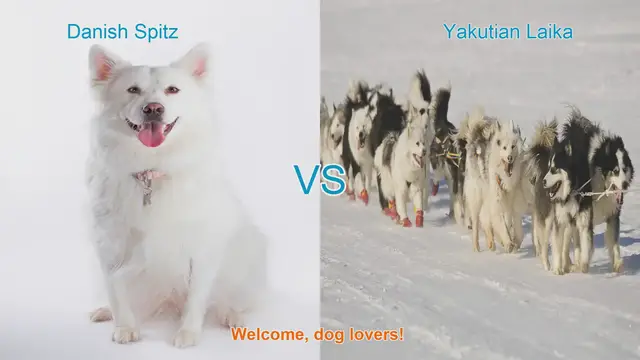 Video thumbnail for Danish Spitz vs. Yakutian Laika: A Comprehensive Breed Comparison