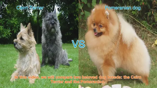 Video thumbnail for Cairn Terrier vs. Pomeranian: A Comparison of Beloved Dog Breeds