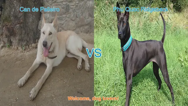 Video thumbnail for Can de Palleiro vs. Phu Quoc Ridgeback: A Comprehensive Comparison