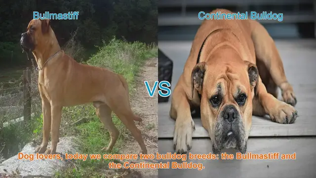 Video thumbnail for Bullmastiff vs. Continental Bulldog: A Breed Comparison