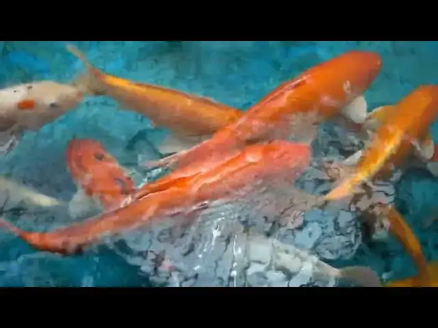 Video thumbnail for Eco-Friendly Koi Breeding: Creating a Sustainable Pond Ecosystem