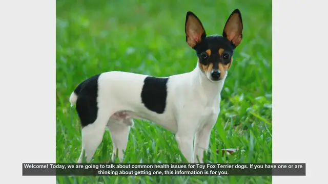 Video thumbnail for Common Health Issues in Toy Fox Terriers: What You Need to Know