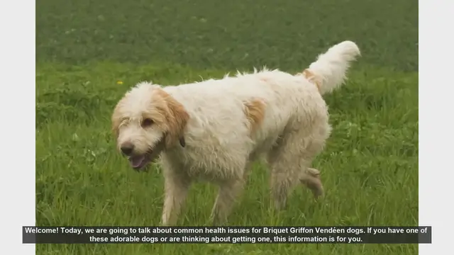 Video thumbnail for Common Health Issues in Briquet Griffon Vendéen Dogs