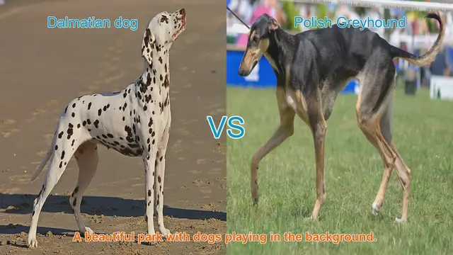 Video thumbnail for Dalmatian vs. Polish Greyhound: A Comprehensive Comparison
