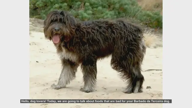Video thumbnail for Dangerous Foods for Your Barbado da Terceira Dog