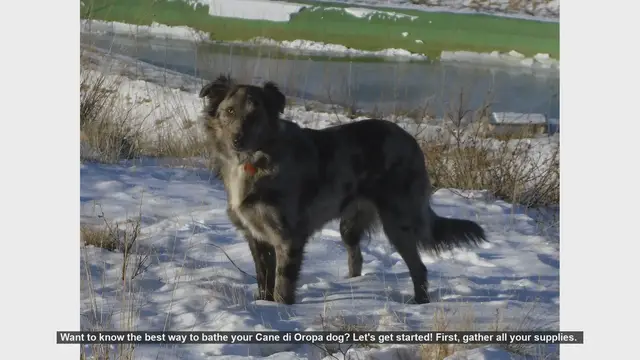 Video thumbnail for How to Bathe Your Cane di Oropa Dog: Step-by-Step Guide