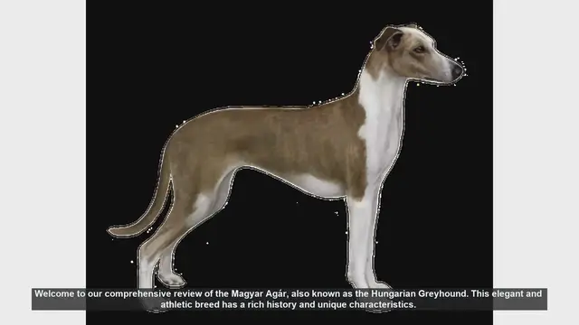 Video thumbnail for Magyar Agár: Pros and Cons of the Hungarian Greyhound
