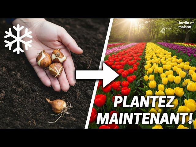 Video thumbnail for Plantation de Bulbes : L'Erreur à Éviter pour une Belle Floraison