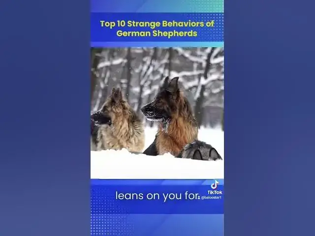 Video thumbnail for #germanshepherd #dog #happydog #gsd #blog #youtubeshorts