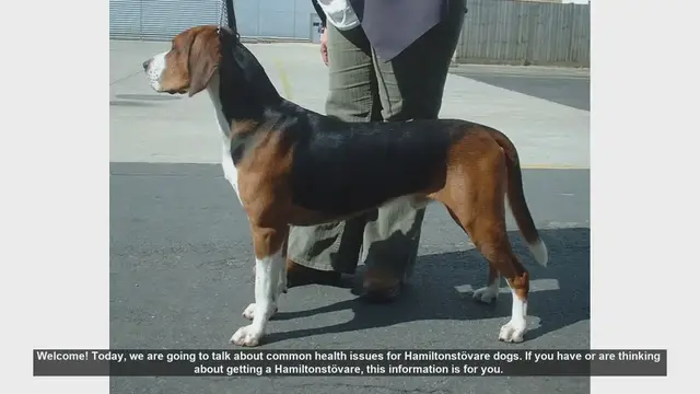Video thumbnail for Common Health Issues in Hamiltonstövare Dogs: What You Need to Know