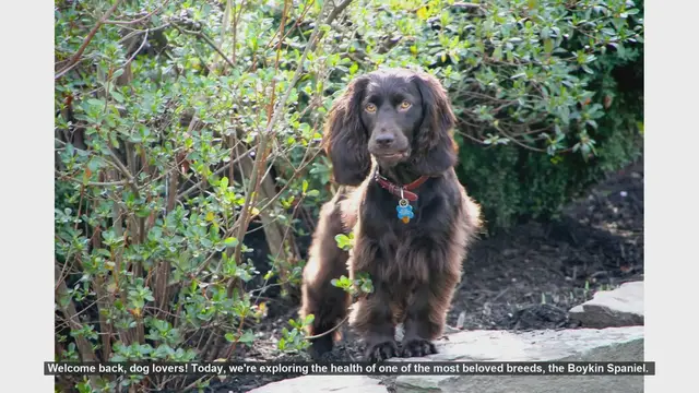 Video thumbnail for Boykin Spaniel Health: Common Issues and How to Manage Them