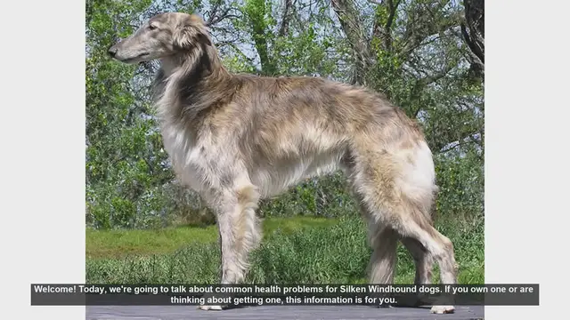 Video thumbnail for Common Health Issues in Silken Windhound Dogs: What You Need to Know