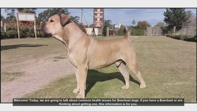 Video thumbnail for Common Health Issues in Boerboel Dogs: What You Need to Know
