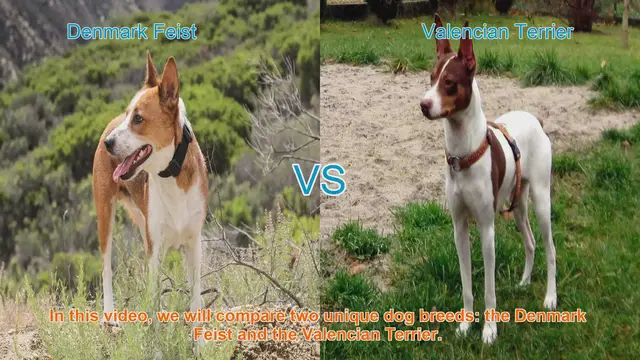 Video thumbnail for Comparing Denmark Feist and Valencian Terrier: A Guide to Choosing the Right Dog Breed