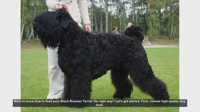 Video thumbnail for How to Properly Feed Your Black Russian Terrier