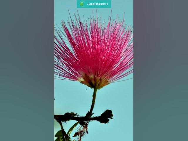 Video thumbnail for Tout savoir sur l'albizia (Albizia julibrissin)