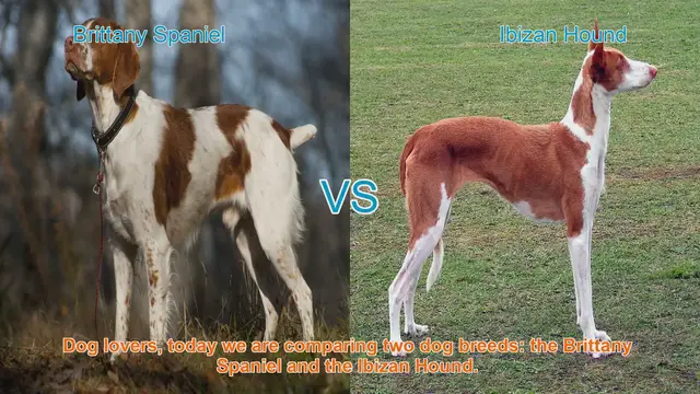 Video thumbnail for Brittany Spaniel vs. Ibizan Hound: A Comparison of Two Distinct Dog Breeds