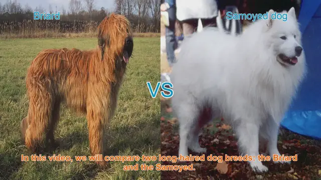 Video thumbnail for Briard vs. Samoyed: A Comparison of Long-Haired Dog Breeds