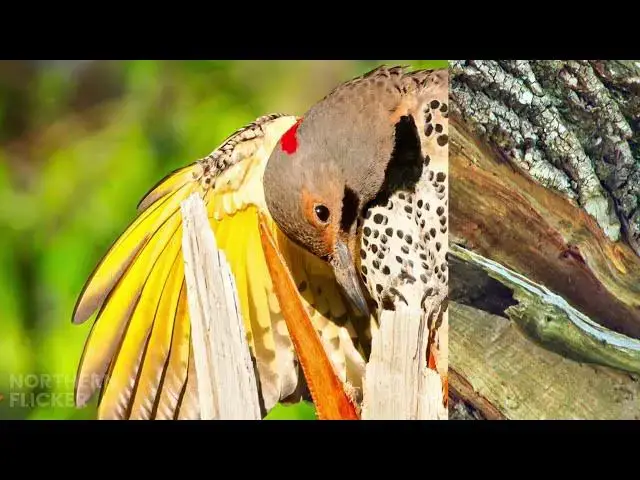 Video thumbnail for Rhode Island's Woodpeckers: Their Habitats and Role in Nature