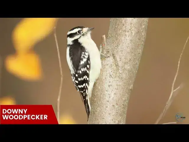 Video thumbnail for Discovering Mississippi's Woodpeckers: A Birdwatcher's Guide