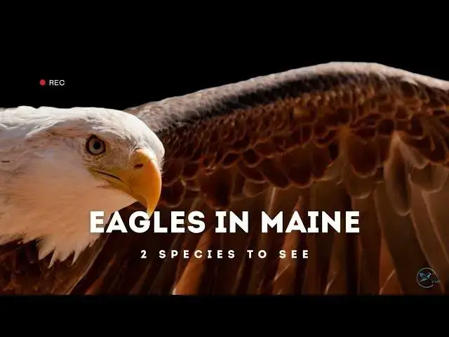 Video thumbnail for Eagles Soaring Over the Coast of Maine