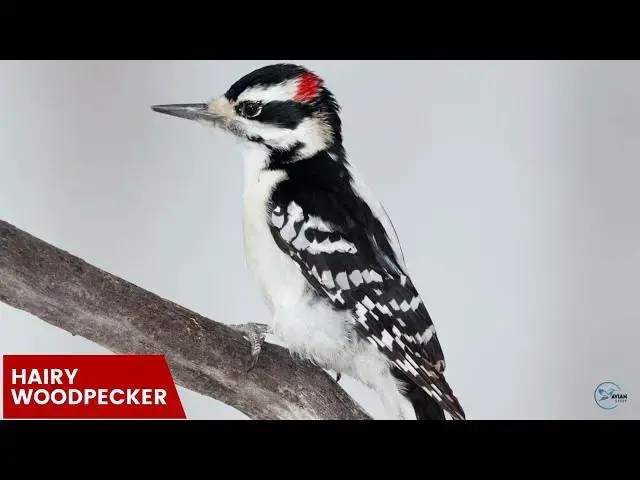 Video thumbnail for Discovering the Woodpeckers of Pennsylvania's Forests
