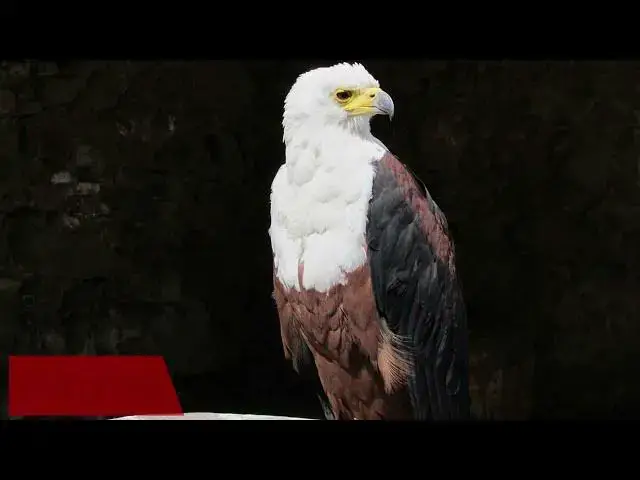 Video thumbnail for The Secret Life of Eagles in Kentucky