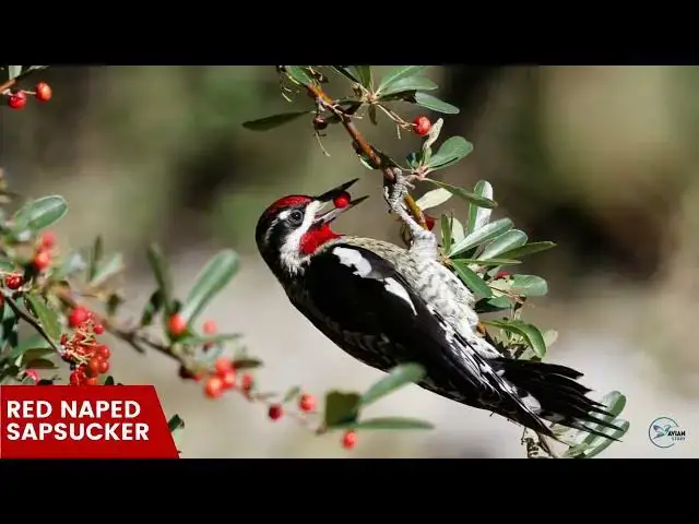 Video thumbnail for Utah's Amazing Woodpecker Footage: A Birdwatcher's Dream