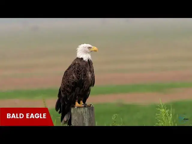 Video thumbnail for New York's Golden Eagles: A Rare Sight Indeed