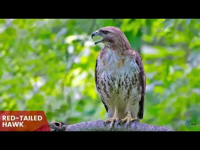 Video thumbnail for Arkansas Sky Sentinels: Discovering the Majestic Hawks of the Natural State
