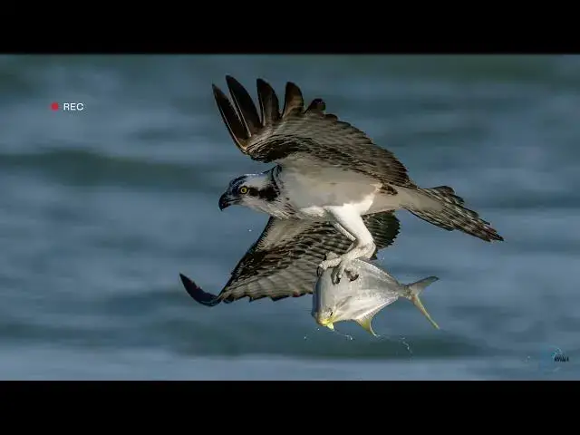 Video thumbnail for Desert Raptors: Unveiling the Magnificent Hawks of Arizona
