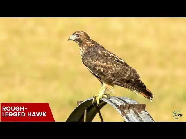 Video thumbnail for Hawks in Kansas: Sky Masters of the Sunflower State