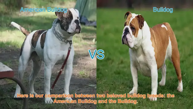 Video thumbnail for American Bulldog vs. Bulldog: A Comparison of Two Beloved Breeds