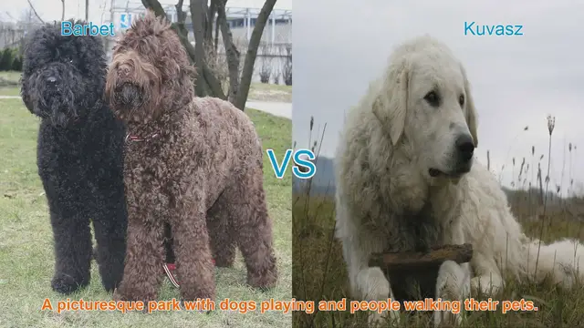 Video thumbnail for Barbet vs. Kuvasz: A Comprehensive Breed Comparison