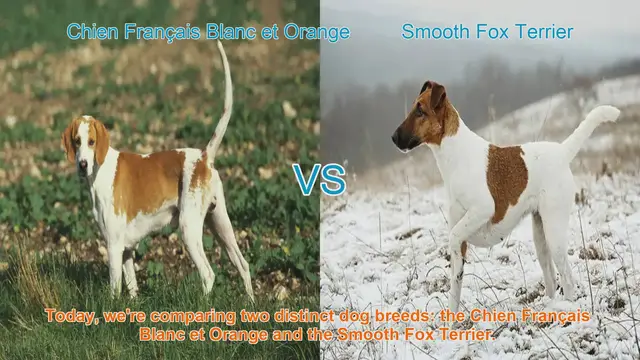 Video thumbnail for Comparing Chien Français Blanc et Orange and Smooth Fox Terrier: Origins, Traits, and Temperament