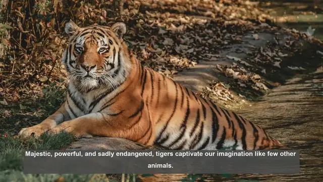 Video thumbnail for Top 10 Tiger Sanctuaries: Protecting Big Cats