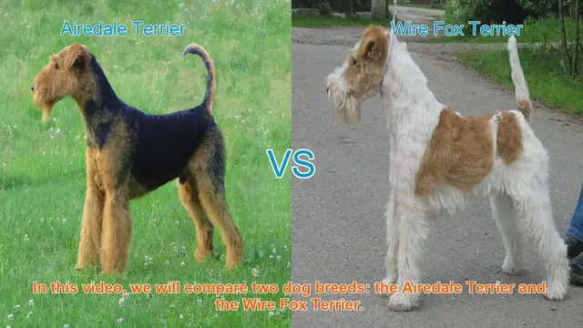 Video thumbnail for Airedale Terrier vs. Wire Fox Terrier: Breed Comparison Guide