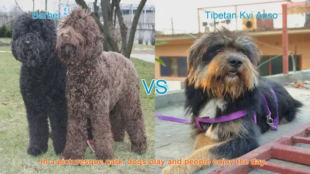 Video thumbnail for Barbet vs. Tibetan Kyi Apso: A Comparison of Two Luxurious Dog Breeds