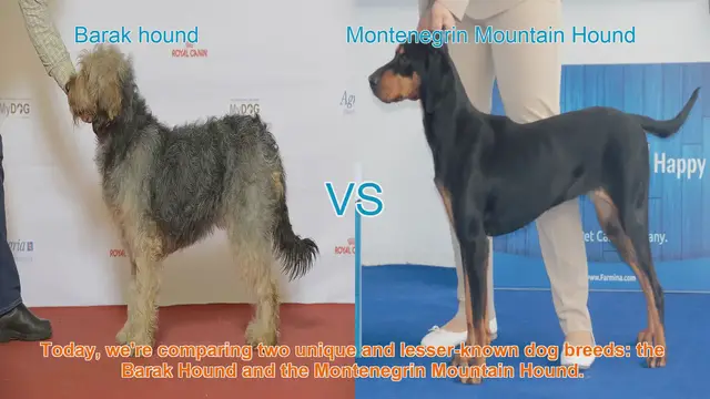 Video thumbnail for Barak Hound vs. Montenegrin Mountain Hound: A Comparison of Unique Dog Breeds