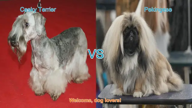 Video thumbnail for Cesky Terrier vs. Pekingese: A Comparison of Two Charming Dog Breeds