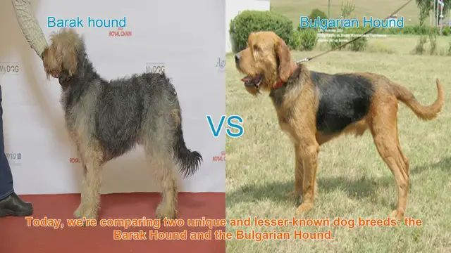 Video thumbnail for Barak Hound vs. Bulgarian Hound: A Comparative Guide