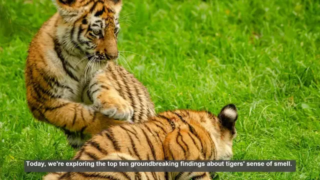 Video thumbnail for 10 Surprising Facts About Tigers' Sense of Smell
