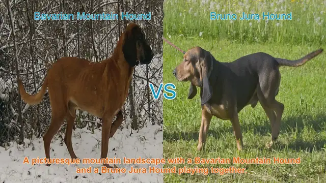 Video thumbnail for Bavarian Mountain Hound vs. Bruno Jura Hound: A Comparative Guide